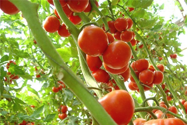 西红柿和圣女果的区别：圣女果也叫西红柿