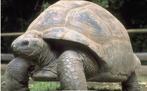 世界上最大的乌龟