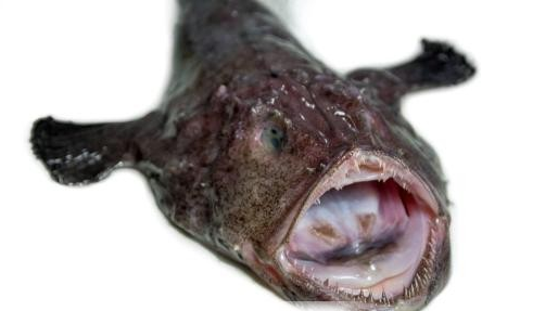 世界上雌雄体型差别最大的鱼 —— 角鮟鱇鱼