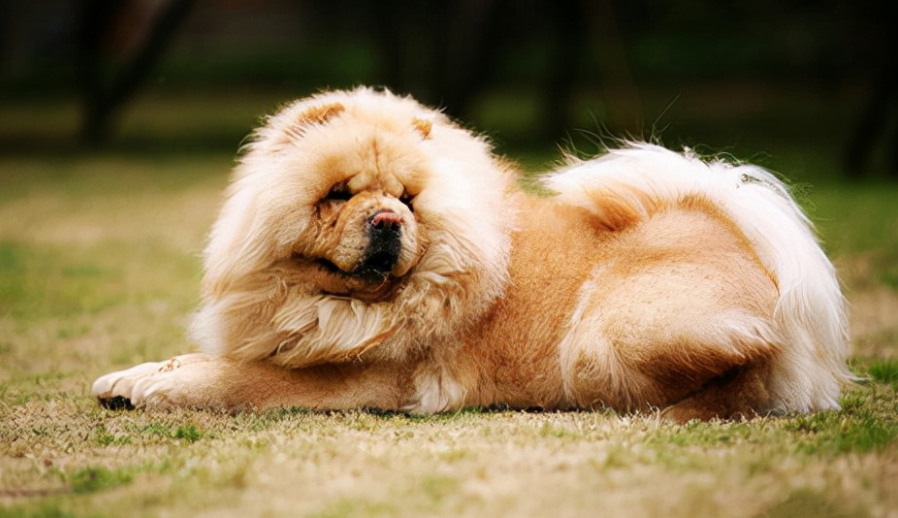 世界上最不怕冷的狗排名，排名第一的是一种中国西藏的古老犬种