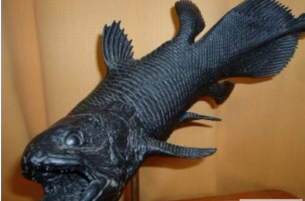 世界上最古老的鱼类，生存了4亿年的腔棘鱼