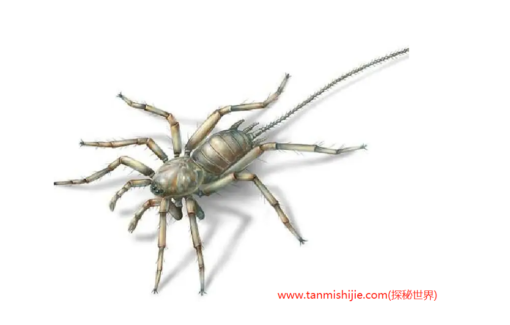 发现亿年前远古蜘蛛，应氏奇美拉蛛竟然有尾巴还有6只眼