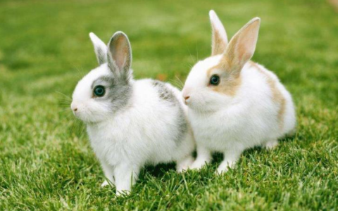 兔子的耳朵有什么作用?为什么?