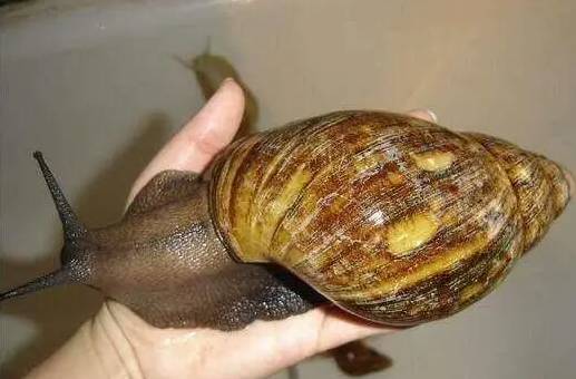 世界上最大的蜗牛是什么品种？