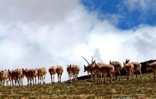 中国青藏高原的生命精灵：藏羚羊，迁徙之谜