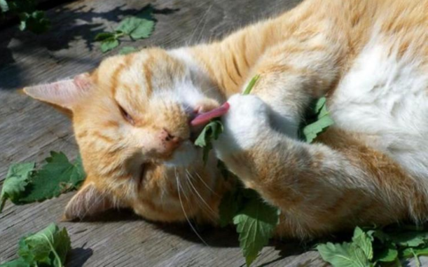 猫为什么喜欢猫薄荷的味道？