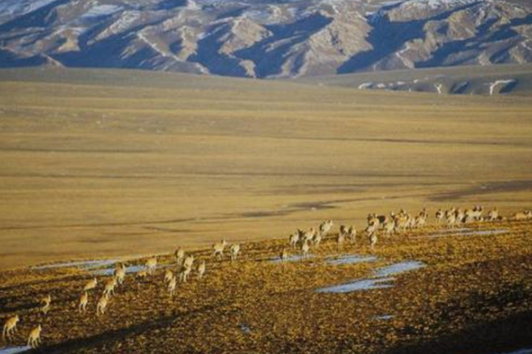 中国青藏高原的生命精灵：藏羚羊，迁徙之谜