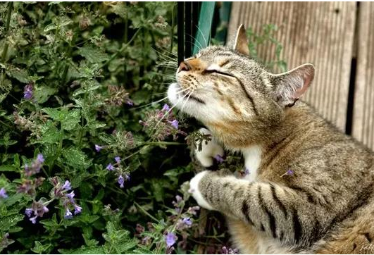 猫为什么喜欢猫薄荷的味道？