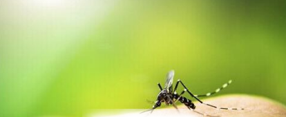 世界上第一只转基因蚊子