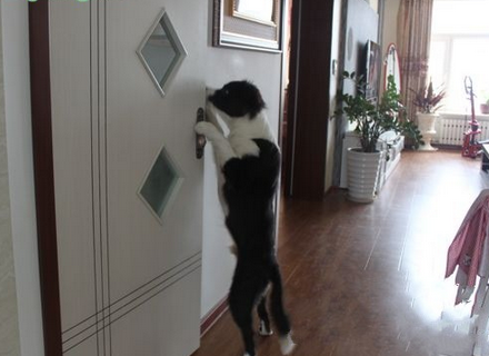 图片[1]-怎么让狗狗进入自己的房间门（附：训练狗狗开关门的方法与技巧）-超人网