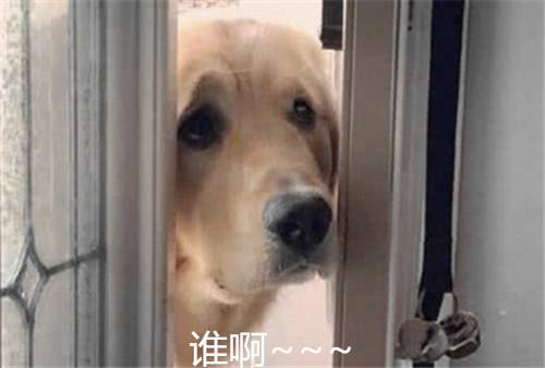 图片[4]-怎么让狗狗进入自己的房间门（附：训练狗狗开关门的方法与技巧）-超人网