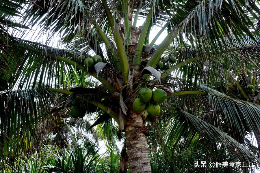 包粽子的叶子叫什么，包粽子用的叶子是什么植物的叶子 