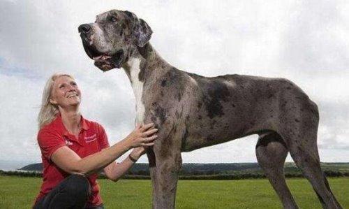 世界上最大的狗排名第一（Giant Canine Takes Top Spot in World Ranking）