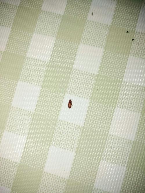 床上有圆圆的褐色硬壳小虫子会飞是什么虫