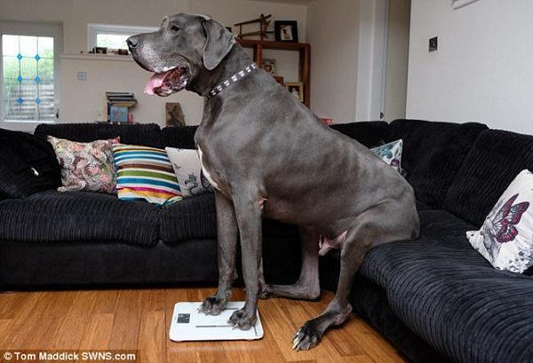 世界上最大的狗排名第一（Giant Canine Takes Top Spot in World Ranking）