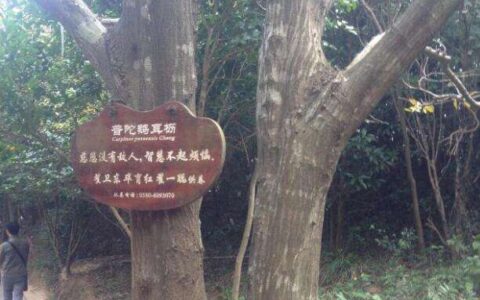 世界上最稀有的树--普陀鹅耳枥 地球仅存一株