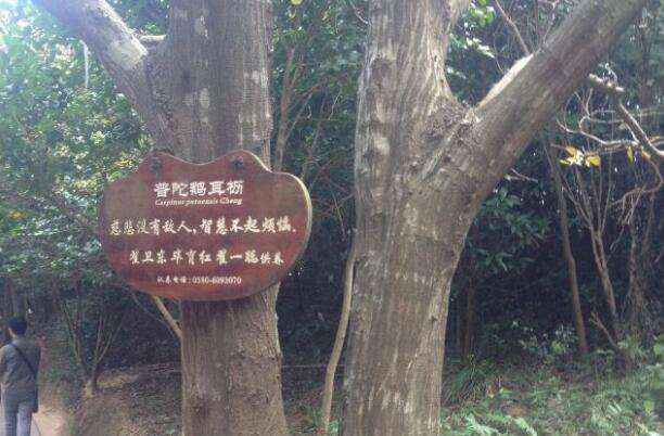 世界上最稀有的树--普陀鹅耳枥 地球仅存一株