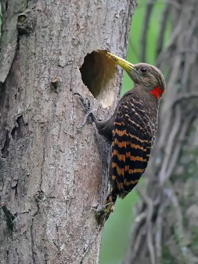 啄木鸟最怕什么动物，吃什么食物？啄木鸟是益鸟还是害鸟