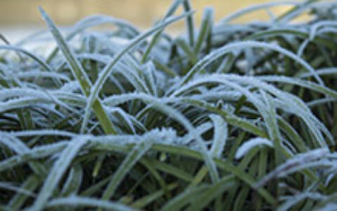 霜降代表性植物有哪些