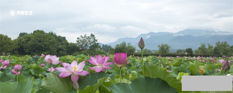 映日荷花别样红的上一句