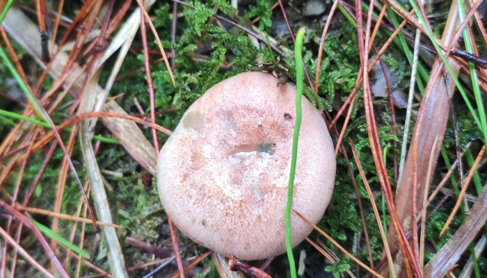 菌子煮多久才能吃