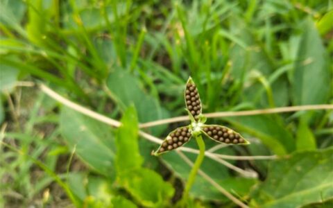 凤仙花传播种子的方法（凤仙花的种植养护要点和价值）