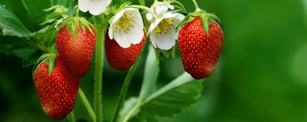 草莓怎么种植方法（草莓的栽培方法）
